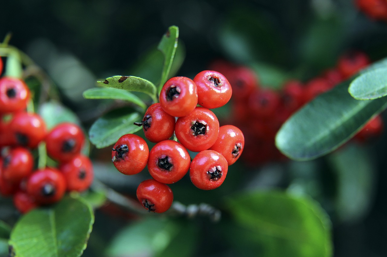 是幸运的结 是幸运的结